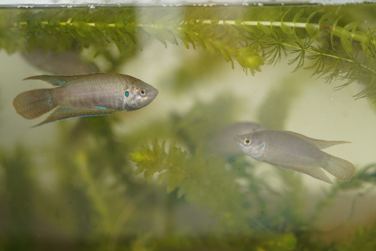 Macropodus ocellatus