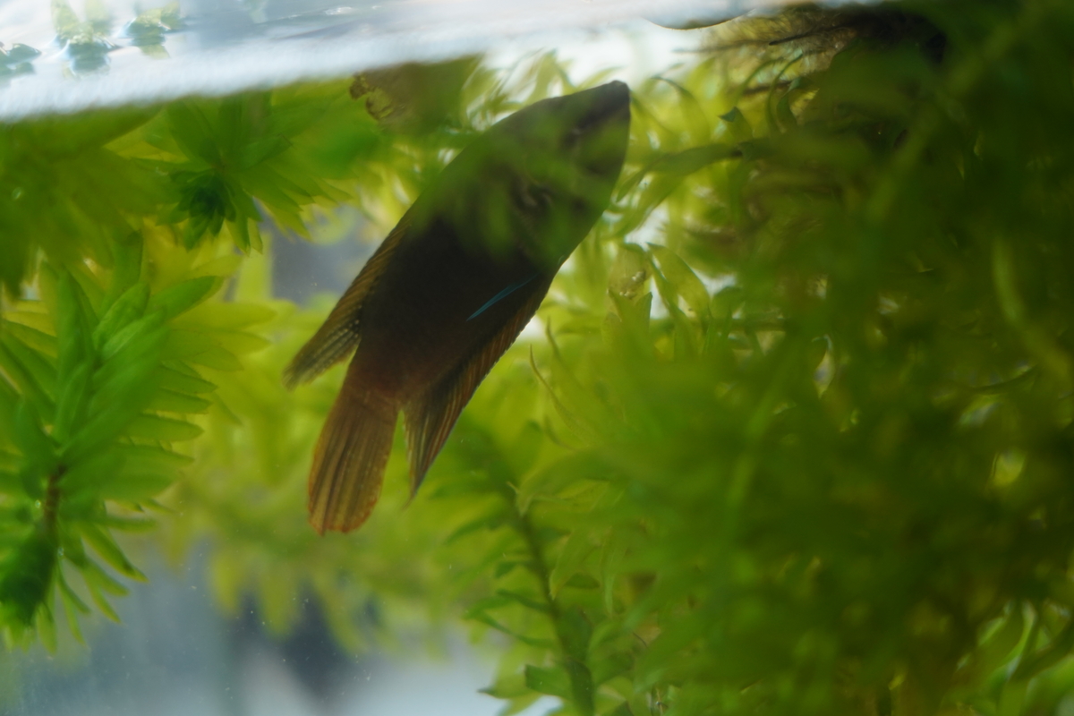 Macropodus ocellatus Hero