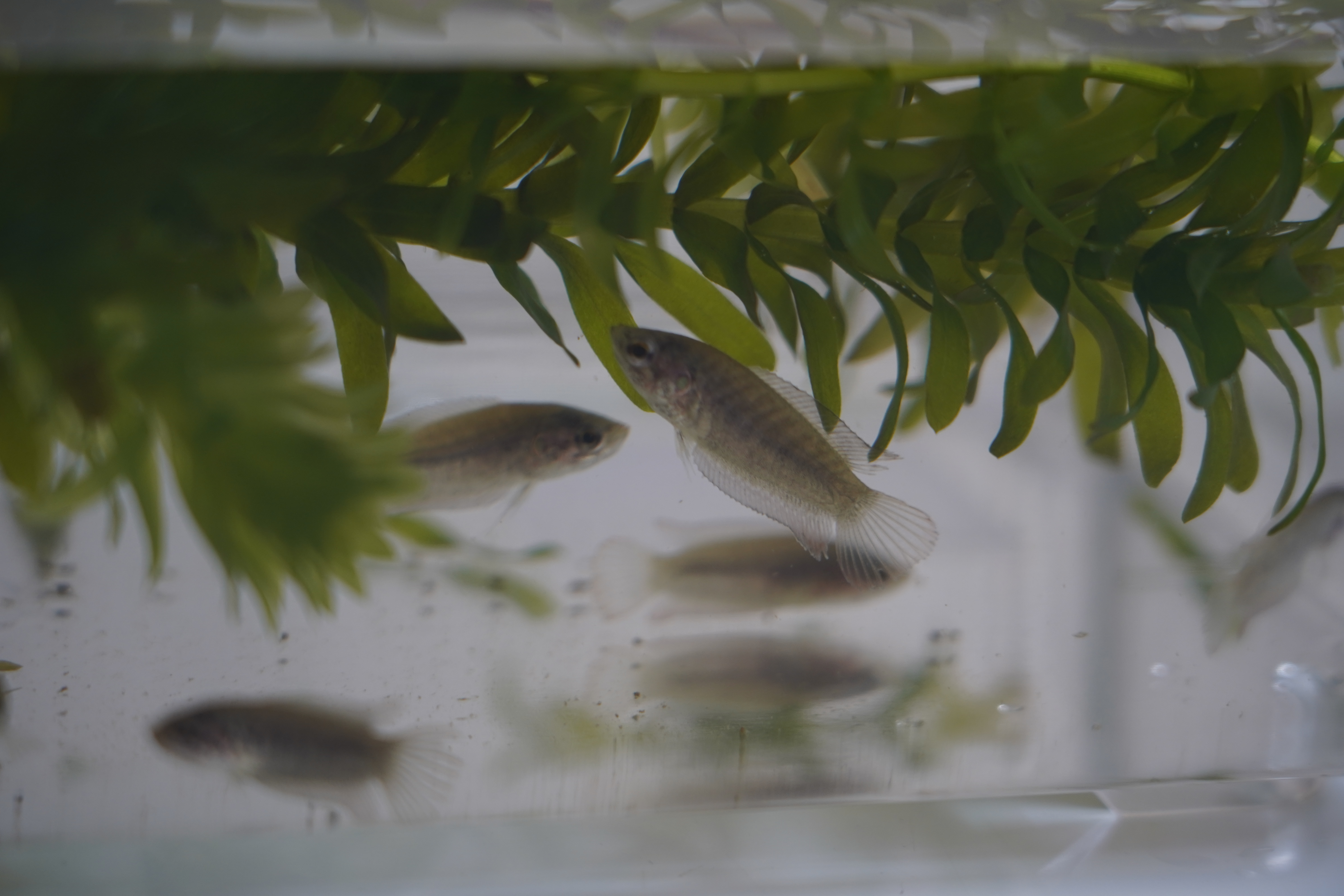 Juvenile Macropodus ocellatus