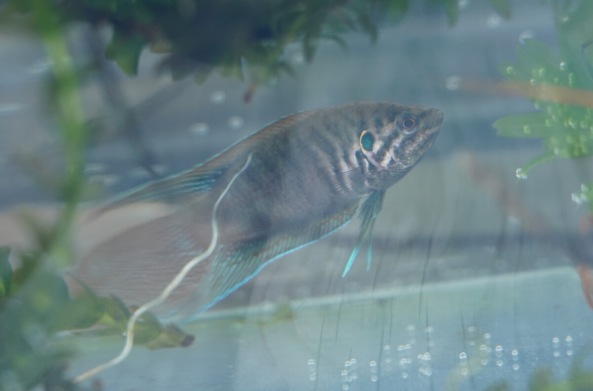 Breeding Behavior