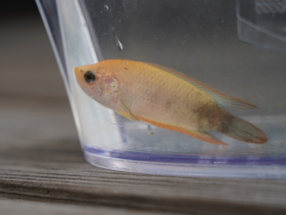 Yellow pigmented Macropodus ocellatus