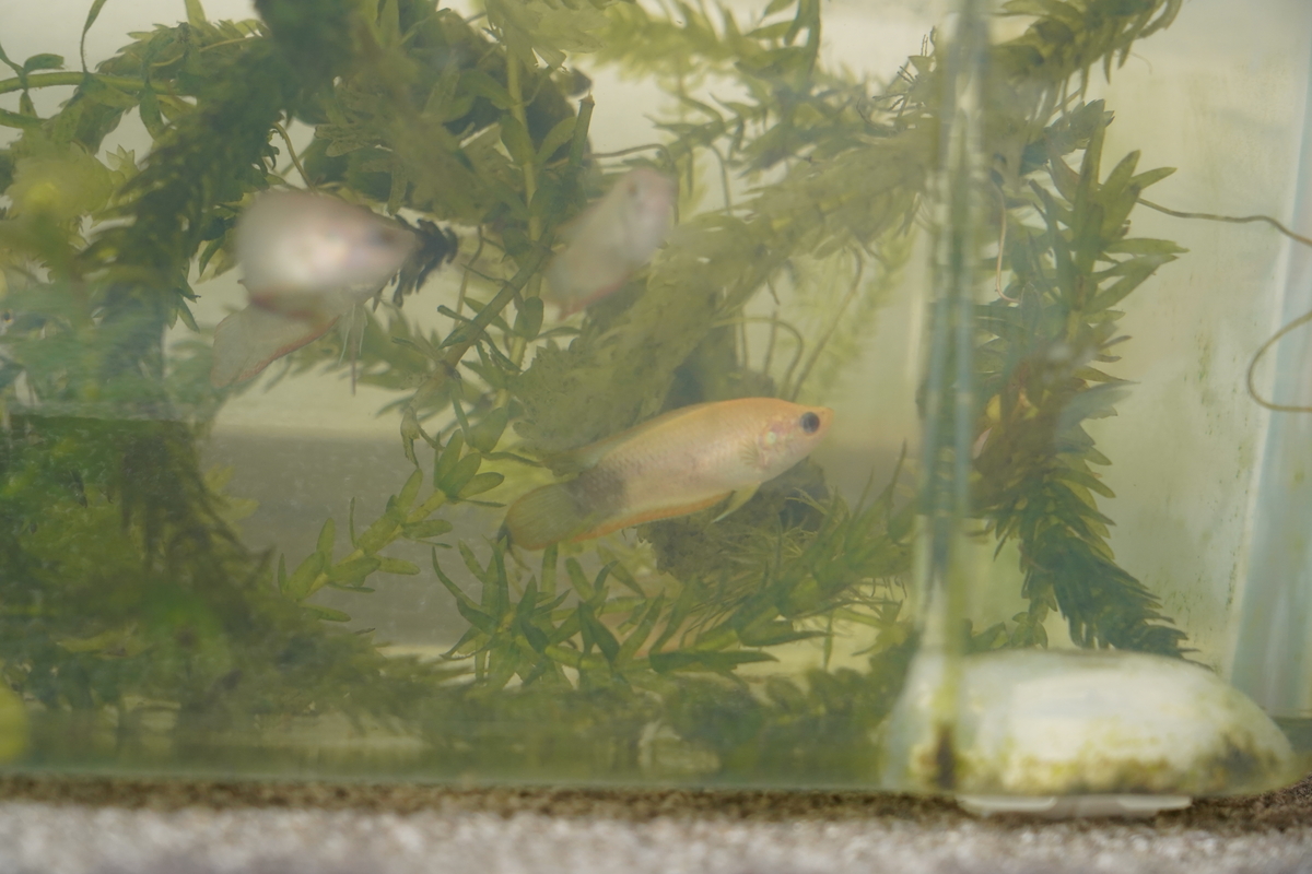 Yellow morph Macropodus ocellatus