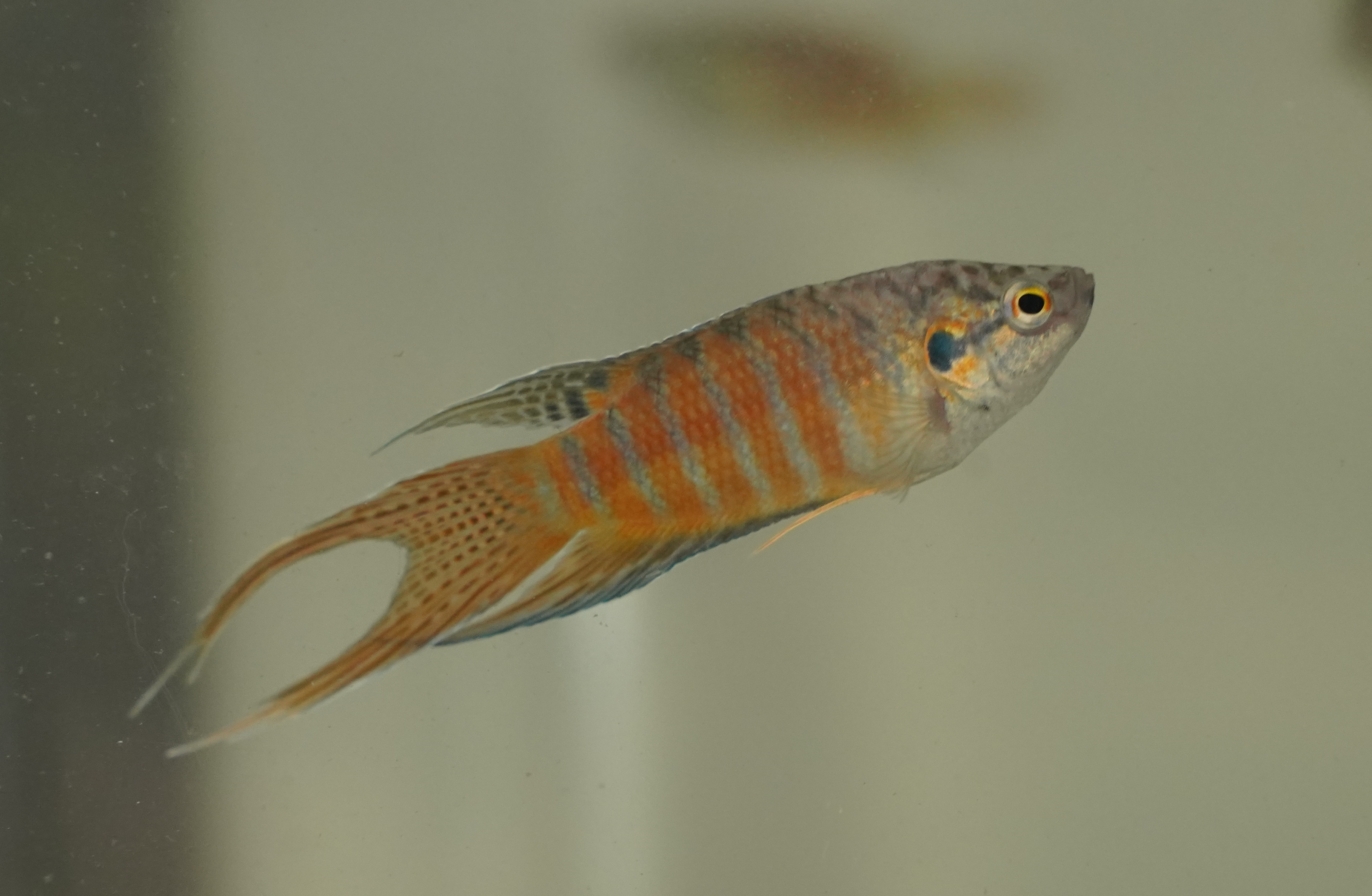 Macropodus opercularis